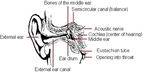 Image of human ear